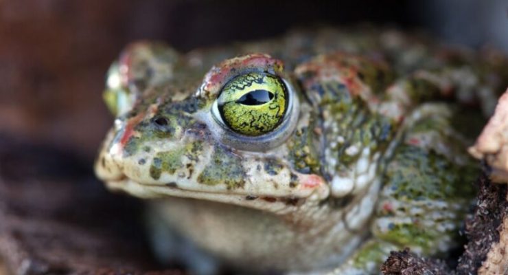 Updated Blog Post Online Onboarding: Everything You Need to Eat the Frog
